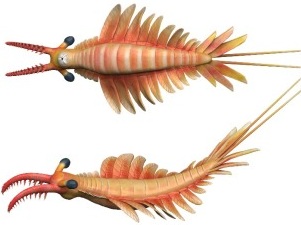 远古发现丨我国科学家命名5.18亿年前“帽天山开拓虾”